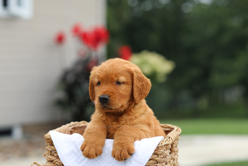 Lincoln Image of Lincoln, a Golden Retriever puppy
