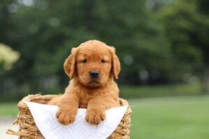 Image of Lincoln, a Golden Retriever puppy