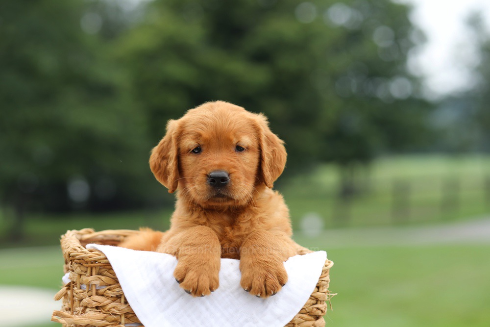 Lincoln Image of Lincoln, a Golden Retriever puppy