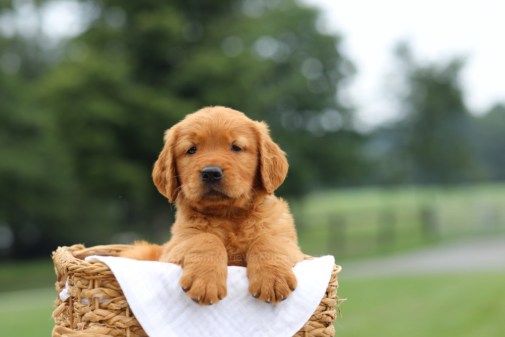 Lincoln Image of Lincoln, a Golden Retriever puppy