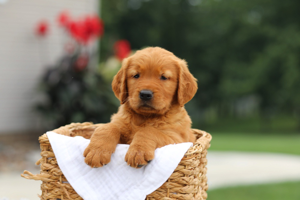Lincoln Image of Lincoln, a Golden Retriever puppy