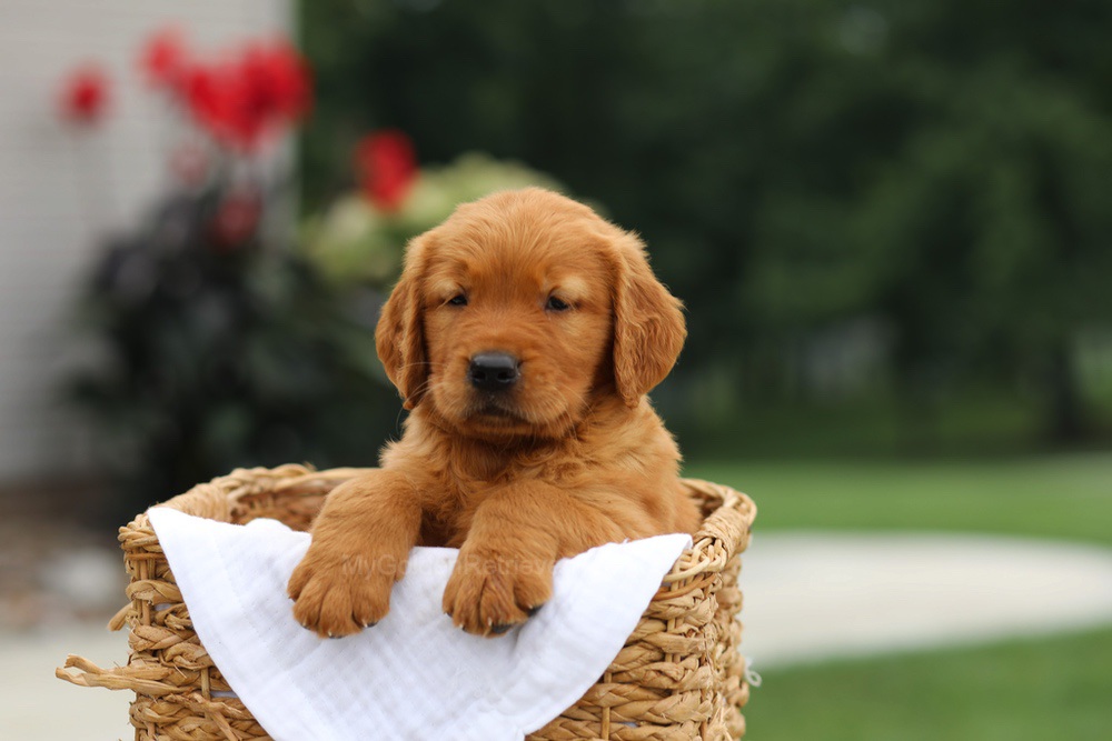 Lincoln Image of Lincoln, a Golden Retriever puppy
