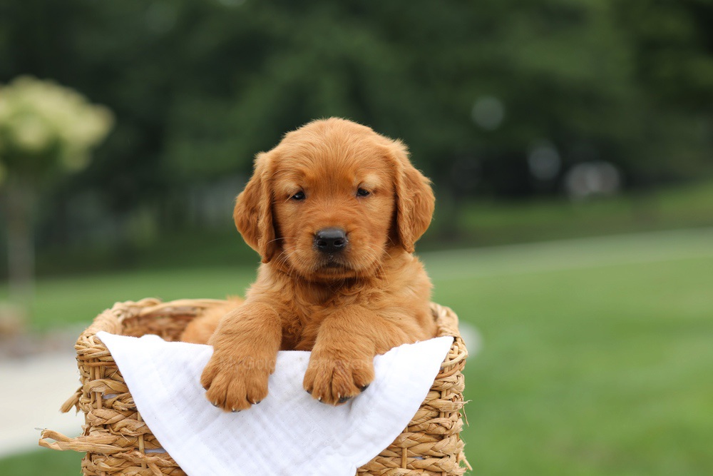 Lincoln Image of Lincoln, a Golden Retriever puppy