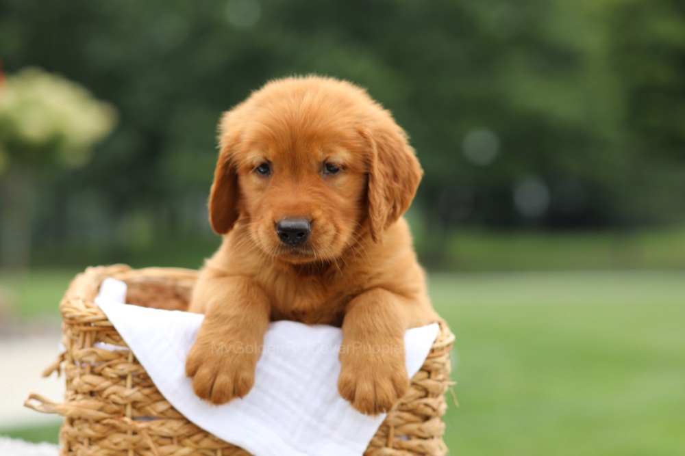 Logan Image of Logan, a Golden Retriever puppy