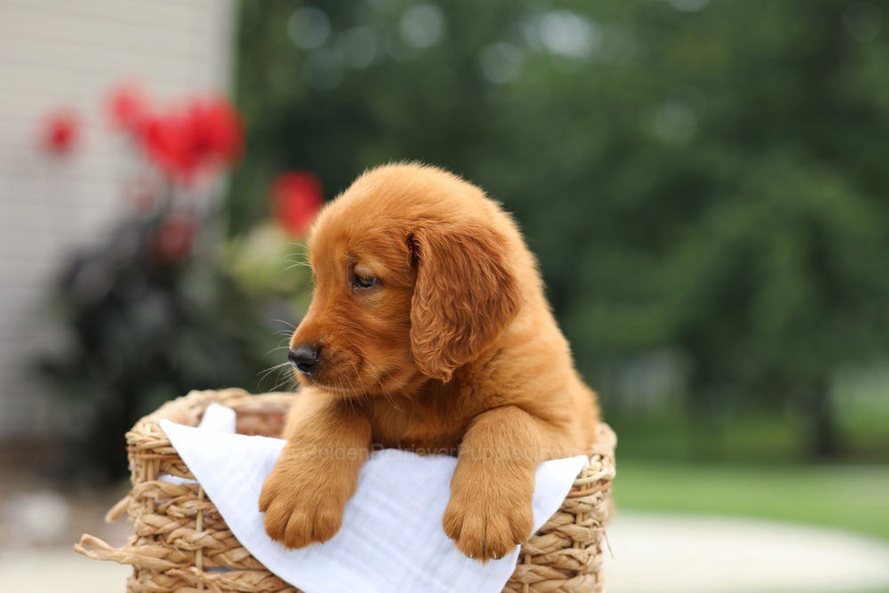 Logan Image of Logan, a Golden Retriever puppy