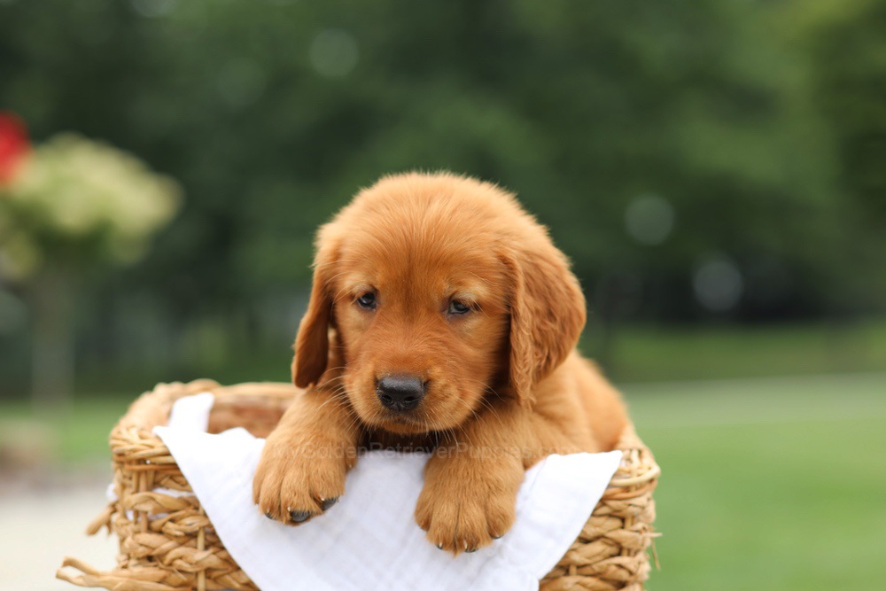 Logan Image of Logan, a Golden Retriever puppy