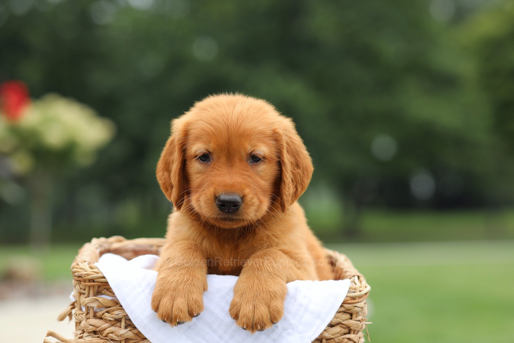 Logan Image of Logan, a Golden Retriever puppy