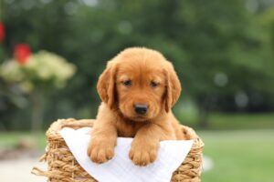 Image of Logan, a Golden Retriever puppy