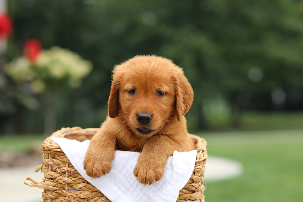 Logan Image of Logan, a Golden Retriever puppy
