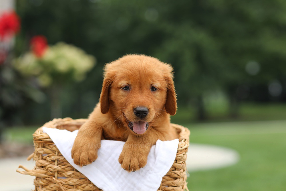 Logan Image of Logan, a Golden Retriever puppy