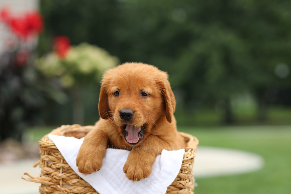 Logan Image of Logan, a Golden Retriever puppy