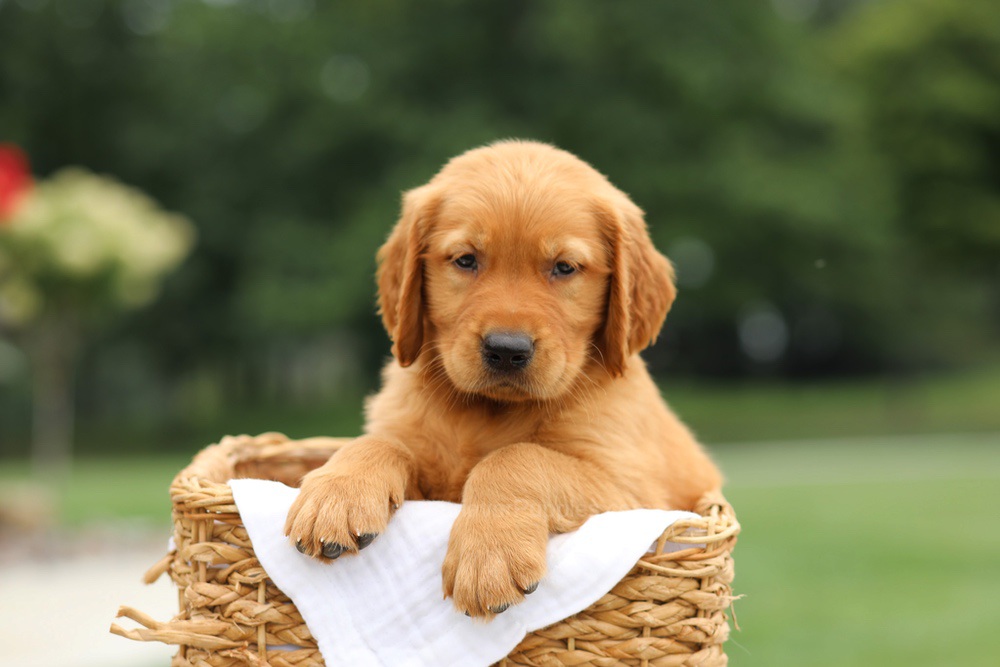 Luke Image of Luke, a Golden Retriever puppy