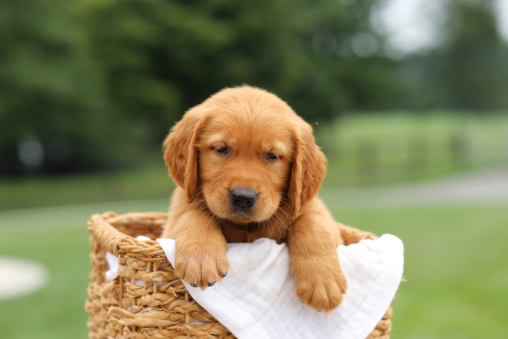 Luke Image of Luke, a Golden Retriever puppy