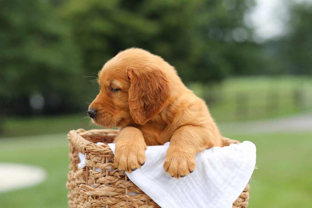 Luke Image of Luke, a Golden Retriever puppy