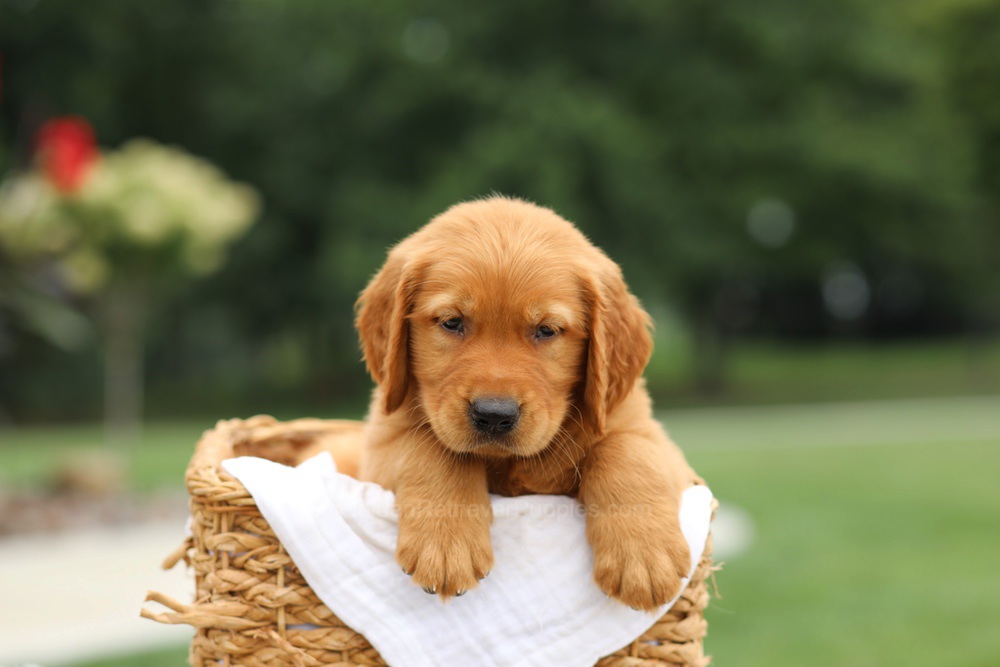 Luke Image of Luke, a Golden Retriever puppy