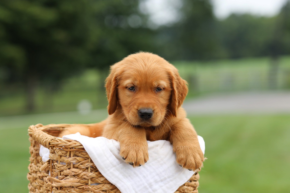 Luke Image of Luke, a Golden Retriever puppy