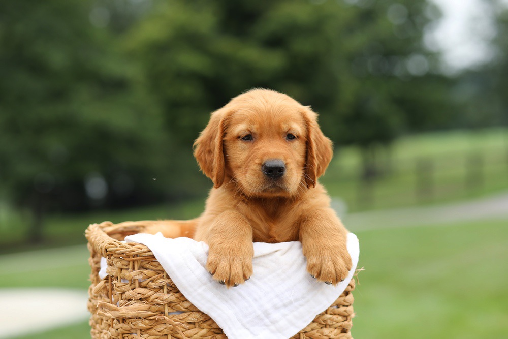 Luke Image of Luke, a Golden Retriever puppy