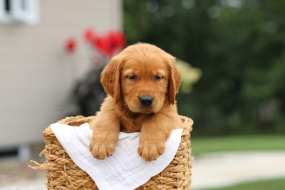 Luke Image of Luke, a Golden Retriever puppy