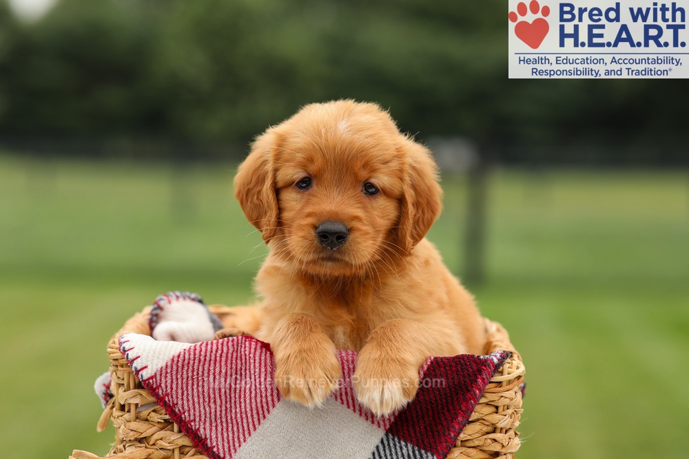 Mabel Image of Mabel, a Golden Retriever puppy