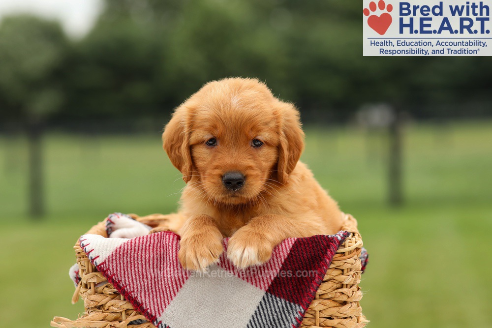 Mabel Image of Mabel, a Golden Retriever puppy