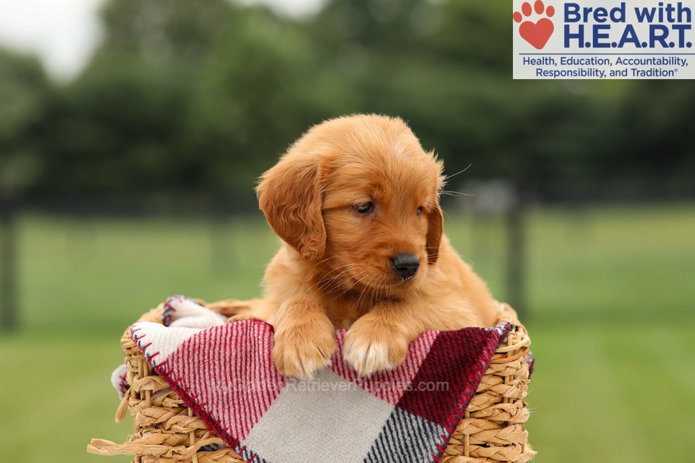 Mabel Image of Mabel, a Golden Retriever puppy