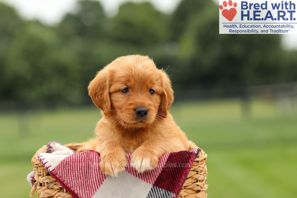 Mabel Image of Mabel, a Golden Retriever puppy