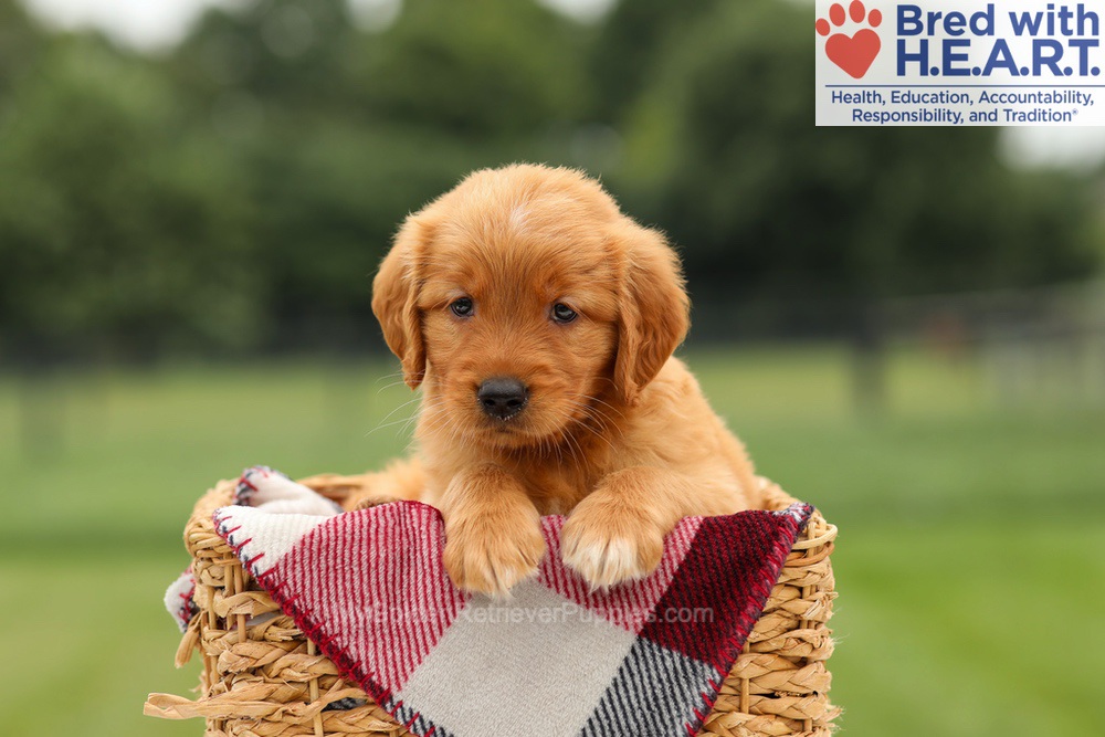 Mabel Image of Mabel, a Golden Retriever puppy