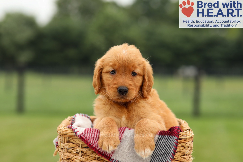 Mabel Image of Mabel, a Golden Retriever puppy