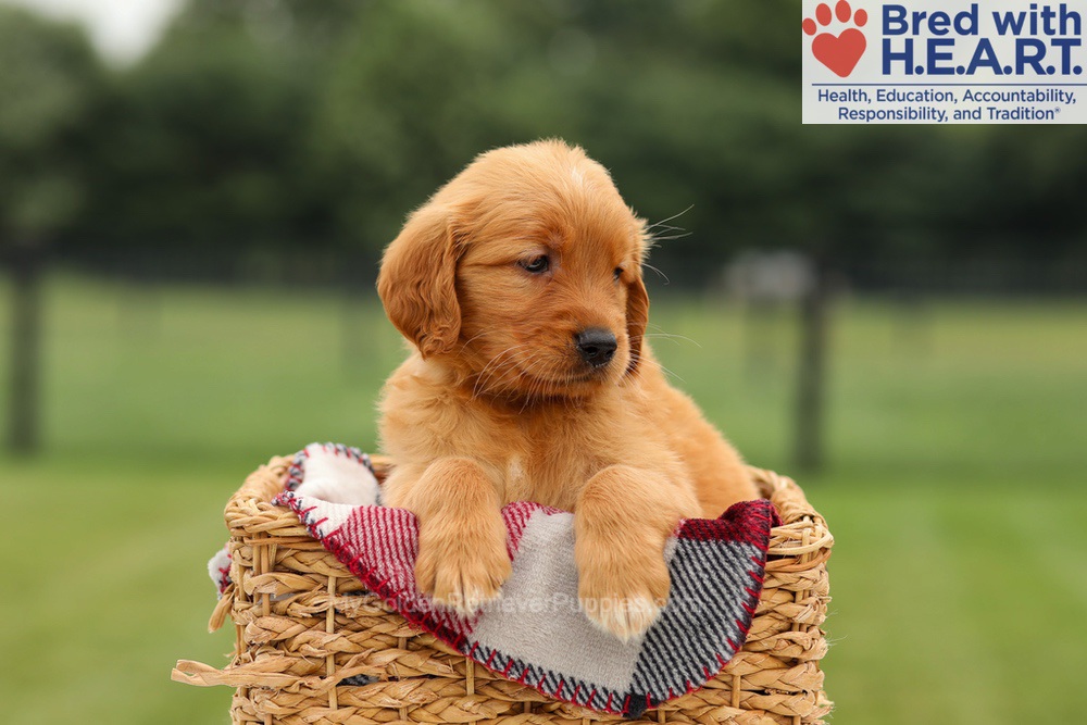 Mabel Image of Mabel, a Golden Retriever puppy