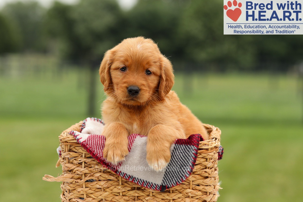 Mabel Image of Mabel, a Golden Retriever puppy