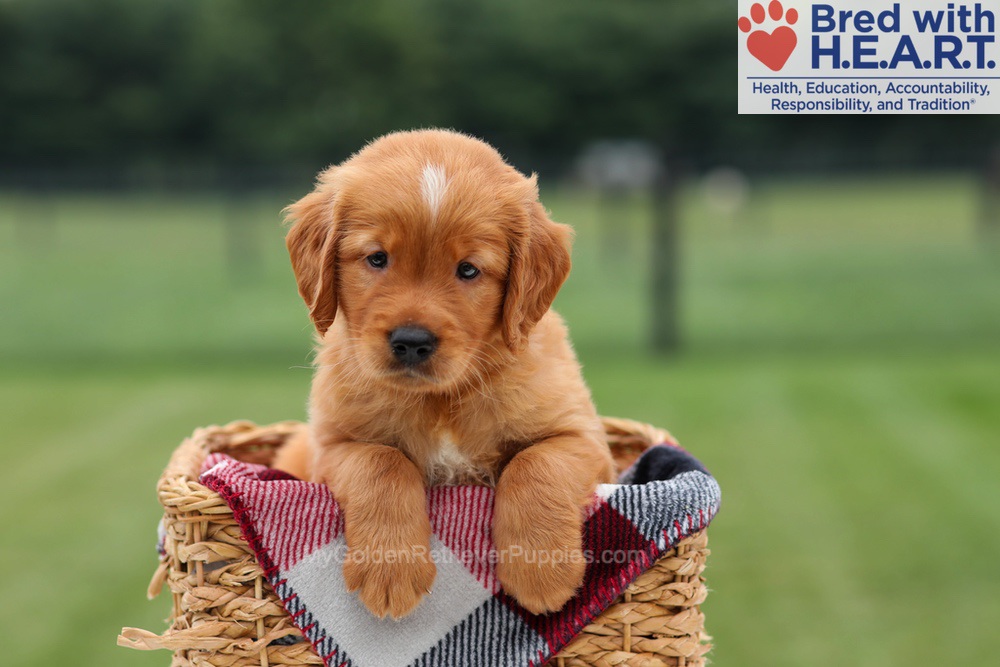 Marcelo Image of Marcelo, a Golden Retriever puppy