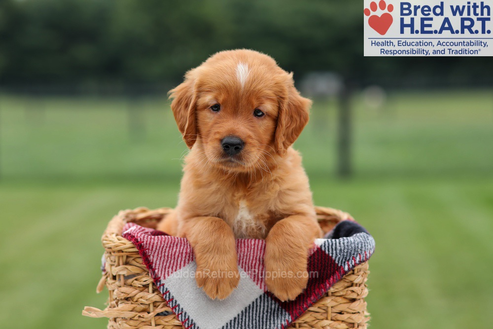 Marcelo Image of Marcelo, a Golden Retriever puppy