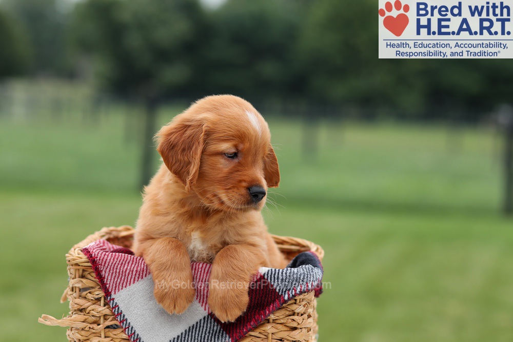 Marcelo Image of Marcelo, a Golden Retriever puppy