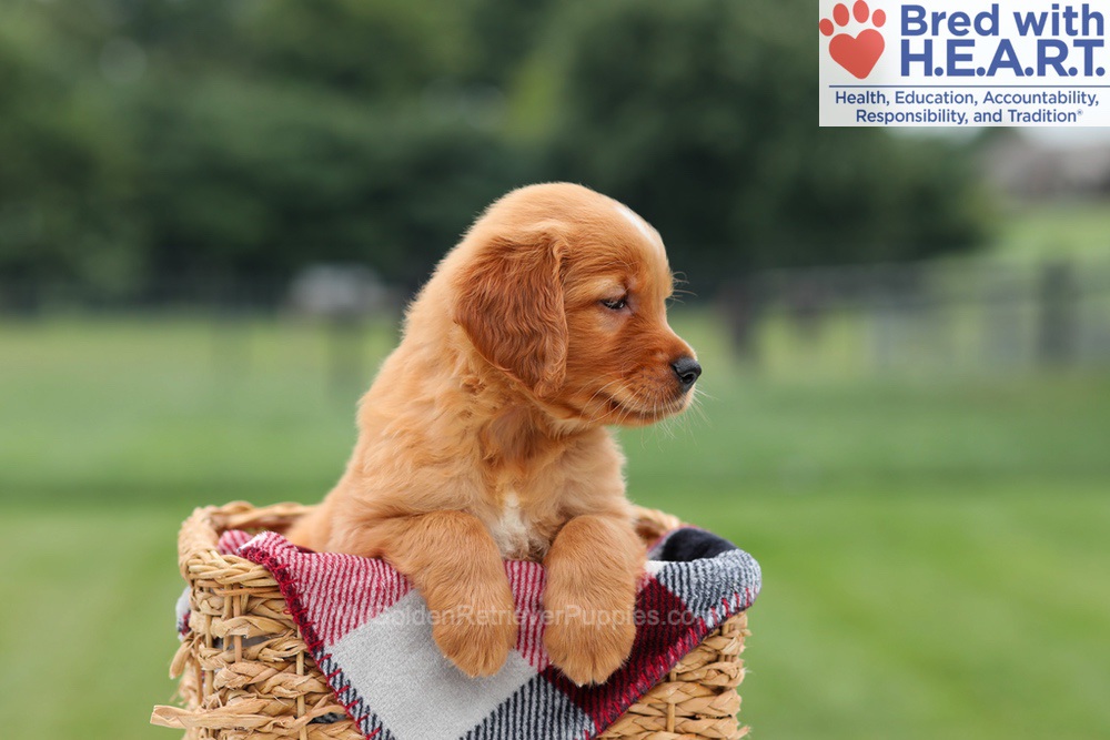 Marcelo Image of Marcelo, a Golden Retriever puppy