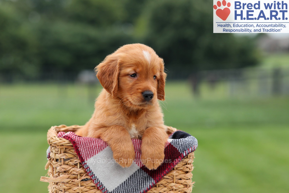Marcelo Image of Marcelo, a Golden Retriever puppy