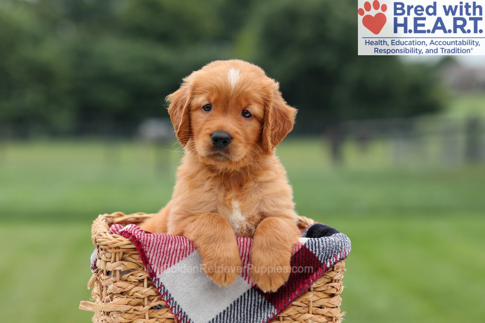 Marcelo Image of Marcelo, a Golden Retriever puppy