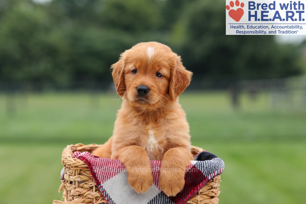 Marcelo Image of Marcelo, a Golden Retriever puppy