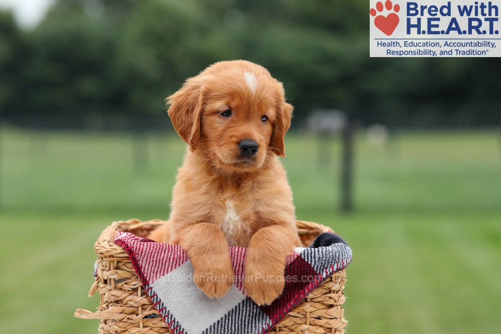 Marcelo Image of Marcelo, a Golden Retriever puppy