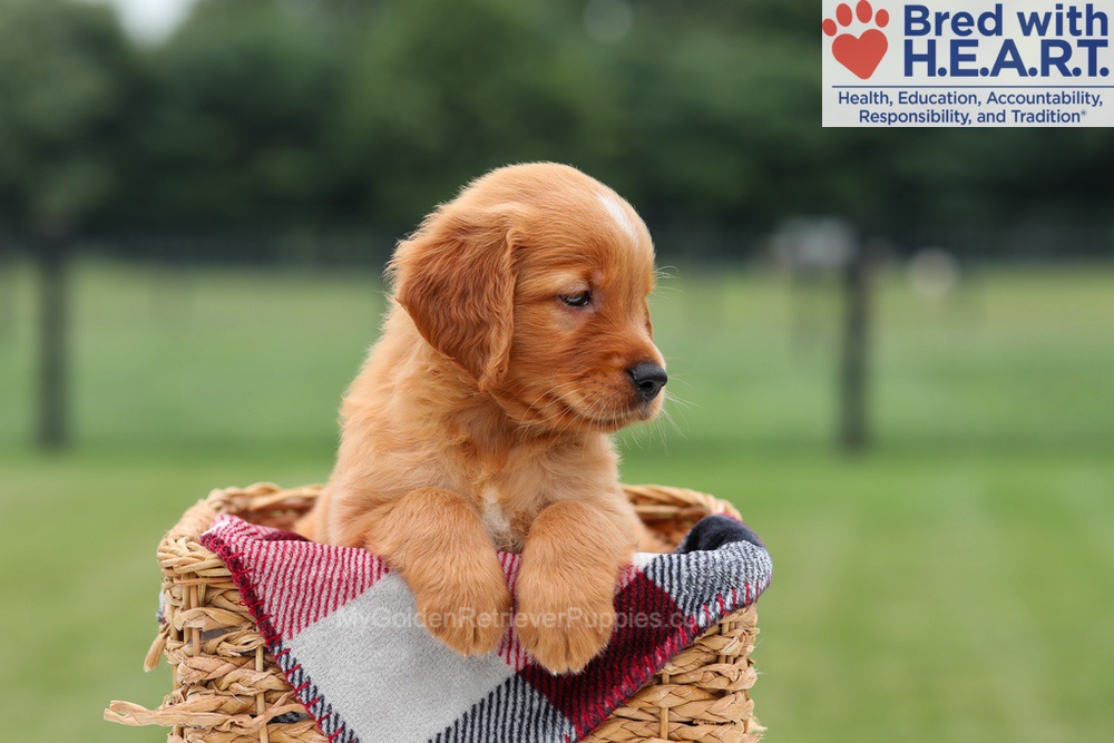Marcelo Image of Marcelo, a Golden Retriever puppy
