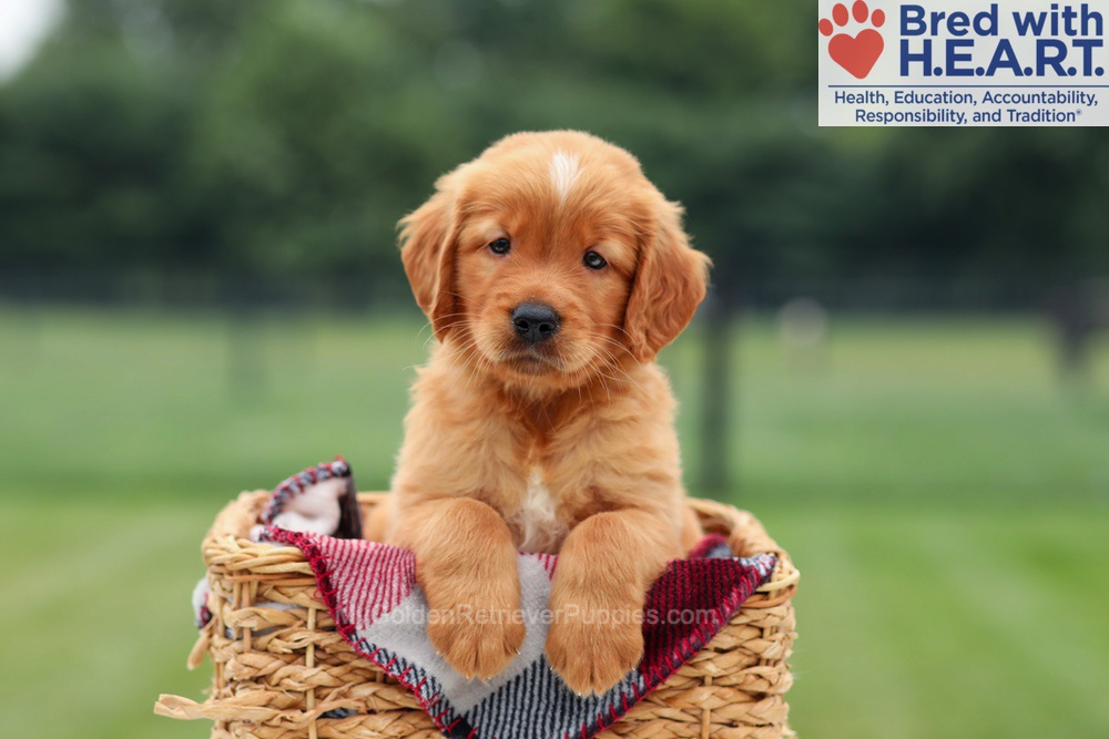 Marcelo Image of Marcelo, a Golden Retriever puppy