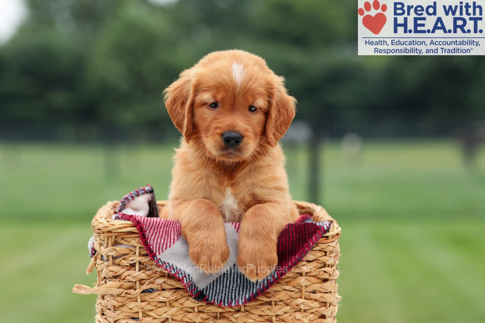 Marcelo Image of Marcelo, a Golden Retriever puppy