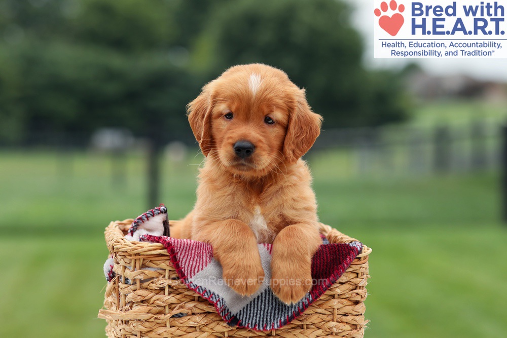 Marcelo Image of Marcelo, a Golden Retriever puppy
