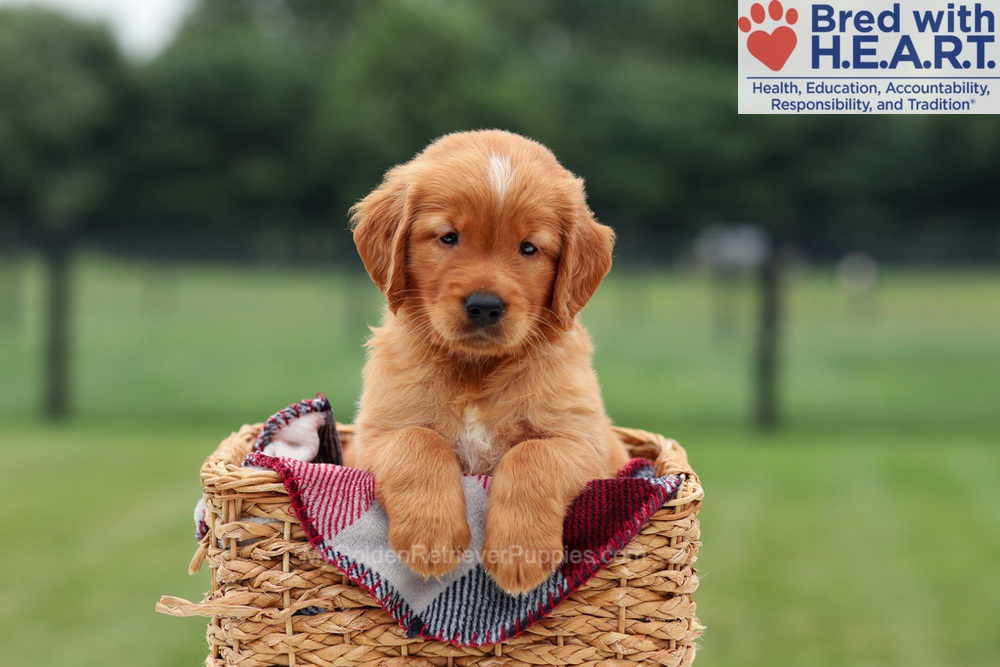 Marcelo Image of Marcelo, a Golden Retriever puppy