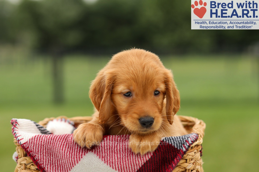 Marlo Image of Marlo, a Golden Retriever puppy