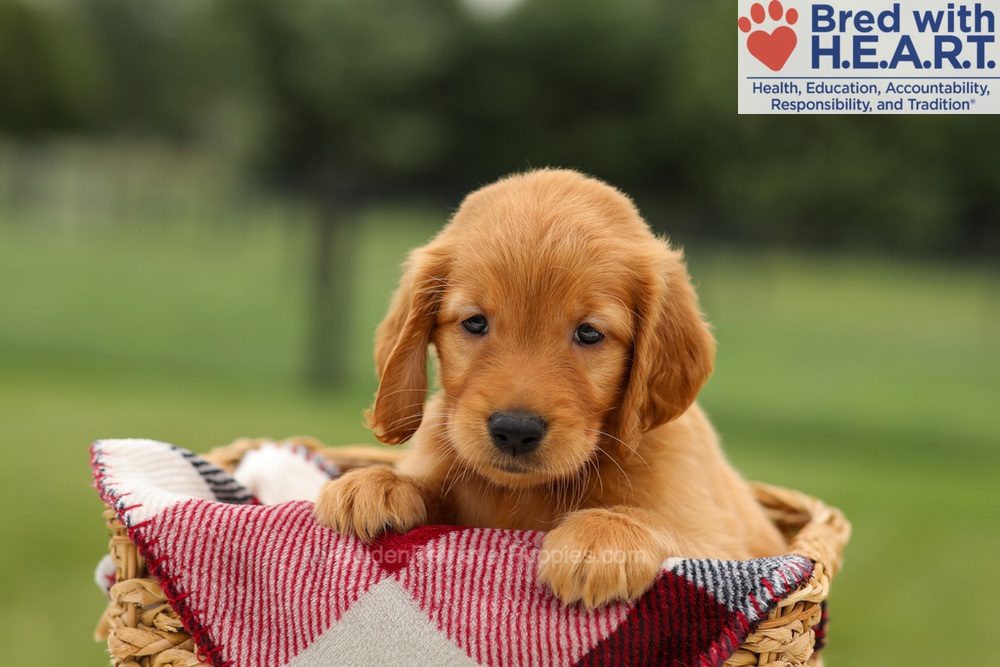 Marlo Image of Marlo, a Golden Retriever puppy