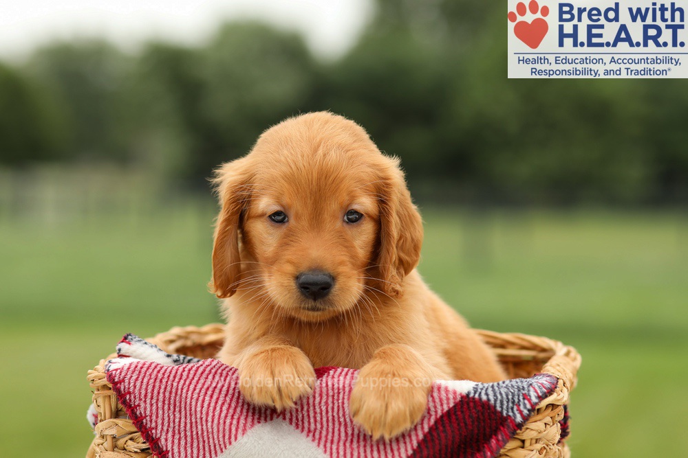 Marlo Image of Marlo, a Golden Retriever puppy
