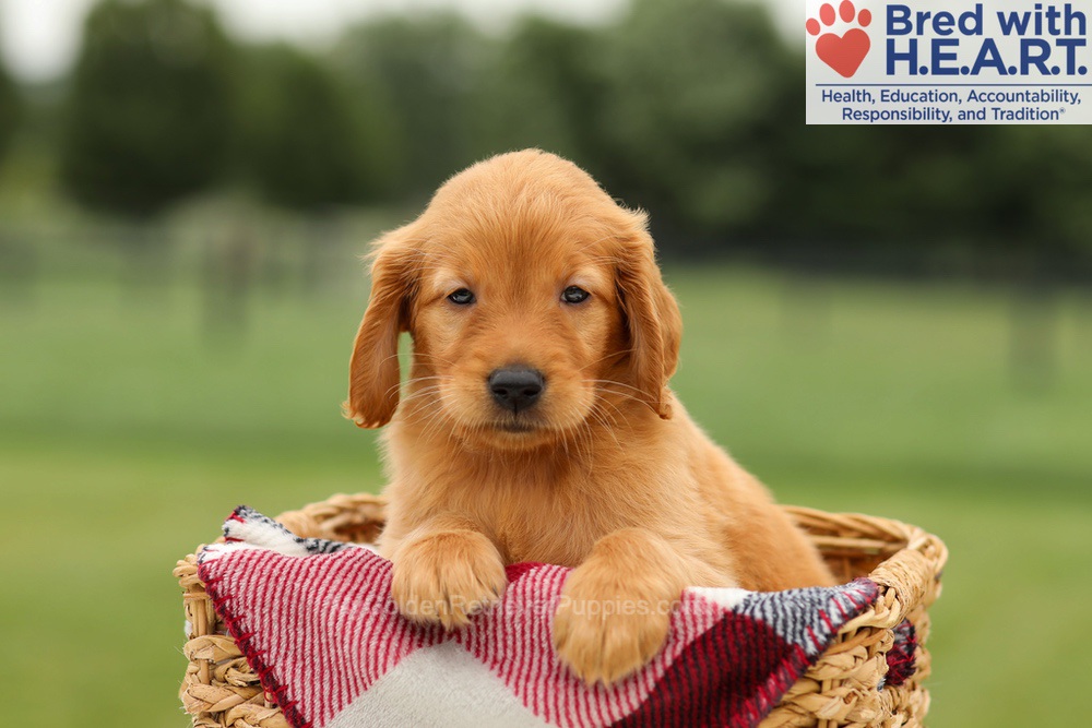 Marlo Image of Marlo, a Golden Retriever puppy