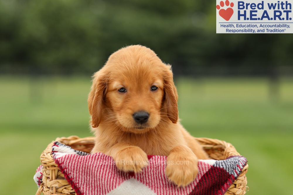 Marlo Image of Marlo, a Golden Retriever puppy