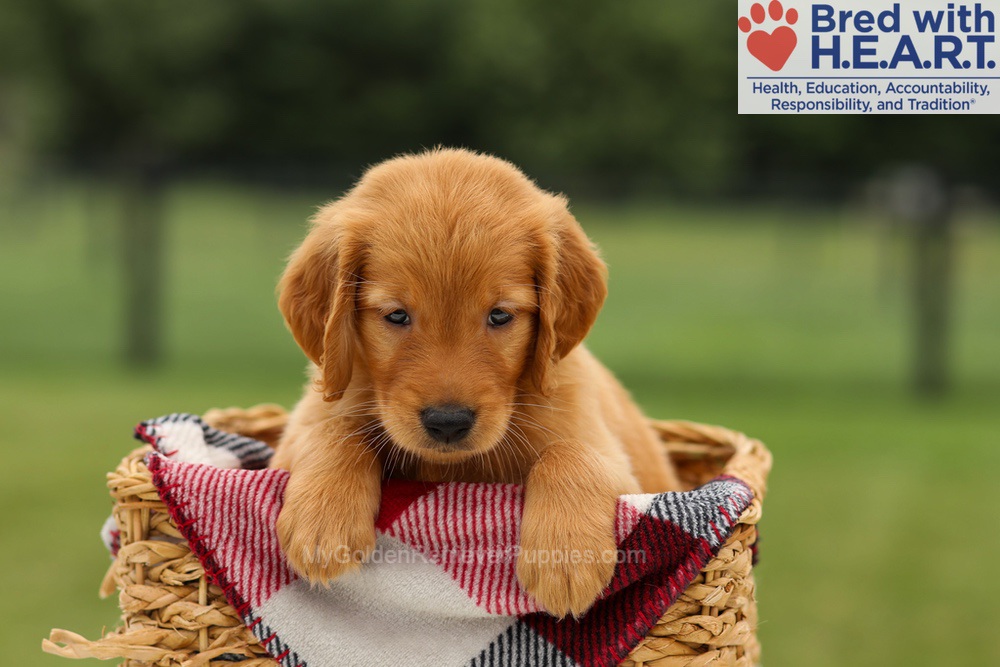 Marlo Image of Marlo, a Golden Retriever puppy