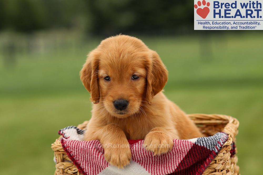 Marlo Image of Marlo, a Golden Retriever puppy